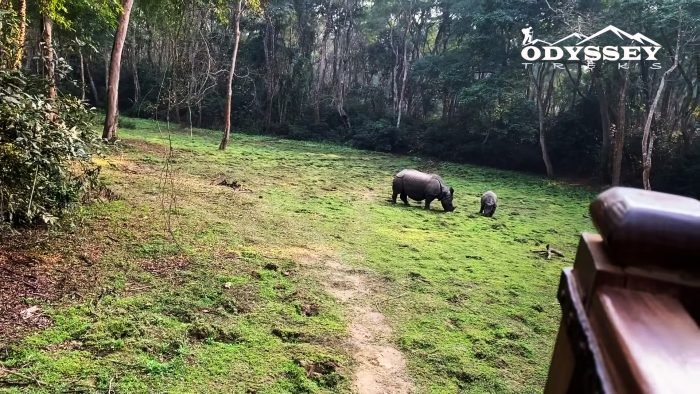 wildlife jungle safari-Nepal