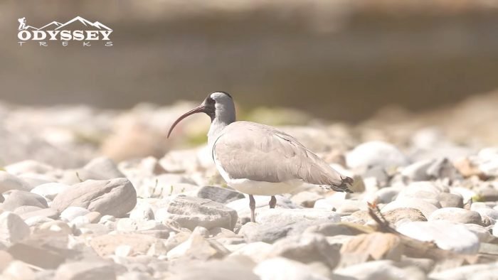 bird watching in annapurna conservation area