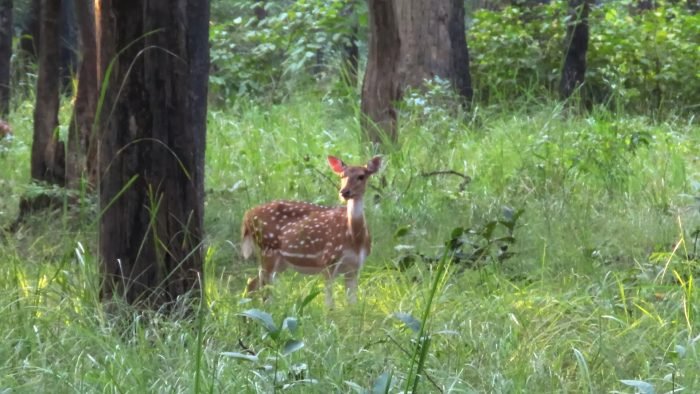 jungle safari in nepal (things every traveler should do in Nepal)