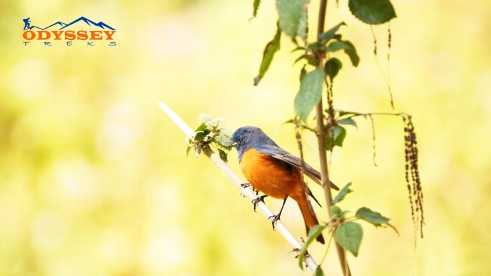 bird in kathmandu valley