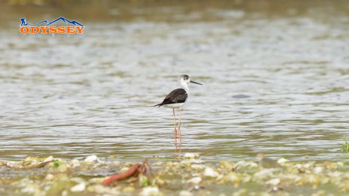Best Places to Visit in Nepal for Bird Watching