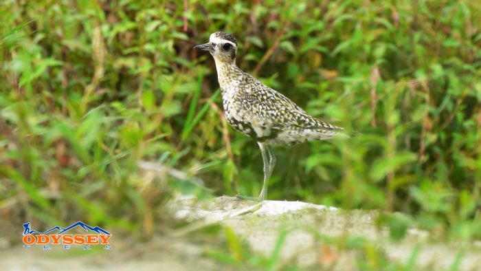 bird watching tour in langtang conservation area